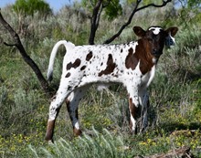 Spokesman X CO Larado's Rose