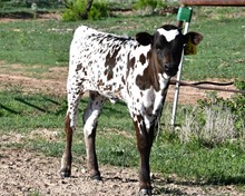 heifer calf