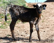 heifer calf