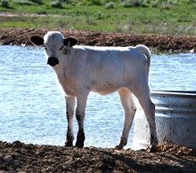 heifer calf