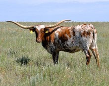 CO Laredo's Rose