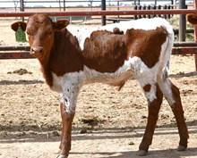 hercules x Miracle win bull 440