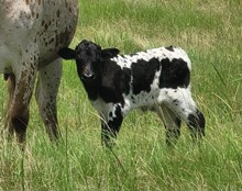 Bull calf 2025 Line Up x Jumbler