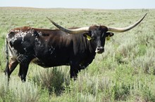 J.R. Medora