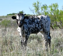 Trophy Steer 1