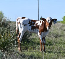 Heifer calf