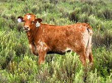 Spokesman X SH Brindle Buzz