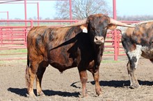 Brazos Notorious 39/21
