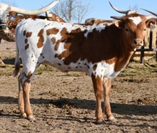 spokesman x Felicia Heifer