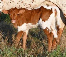 CND X Laredo Delight Heifer