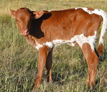 Hercules X CutN Flair bull