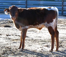 Hercules X CutN Flair bull