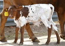 George x kinetic motion