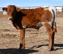 CND x Sweeten the odds Bull 431