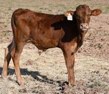 Magnificent X Infinity bull