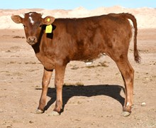 Fireman X Nova's Farrah heifer
