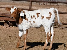 Magnificent X Farrah