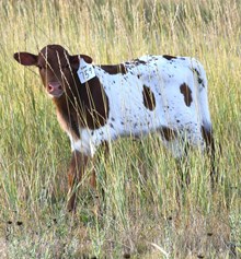 CND X Katie Hope Heifer