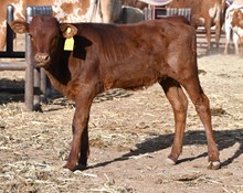 Fireman X Clara heifer