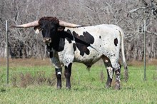 Brazos Bandit 34/21
