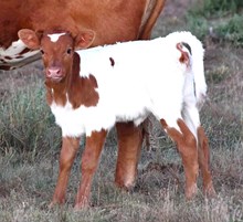 Dragon Mark X Rebel Dream heifer