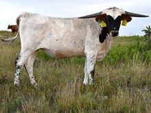 DB Miracle of Charlotte