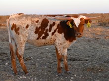 Magnificent X Farrah