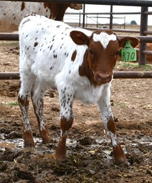 Hercules X Miracle Win Heifer