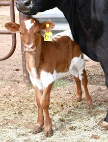 Cracker Jack X Kinetic Motion 968 Heifer 
