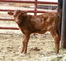 Hercules X Dream Heifer