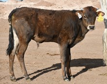 Dark Dust X Trashy Tuff