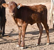 Dark Dust X Cowboys Rescue