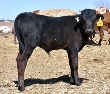 Dark Dust X Catchit Maid