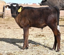 Dark Dust X Blondies Gun