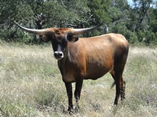 KDK HERC’S BELLATRIX