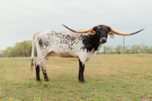 Sunhaven Double Sweet 