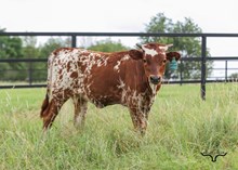 SR Magnificent Mermaid