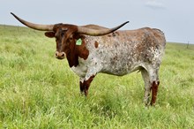 GLR COWGIRL CUT LADY