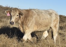 CASEY BUTLER #1 (CND X Tsunamis Tuff Pearl)