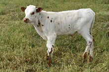 HERCULES X SNAKEBITE  bull