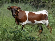 KDK HERC’S TINKERBELL