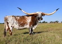 BCR Amor de Leches 046