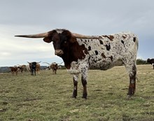 HERCULES X JUNGLE JILL