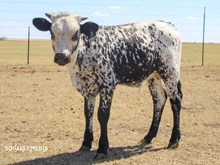 3P HANDSOME HOWDY 