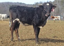 LTL SITTIN PRETTY 913