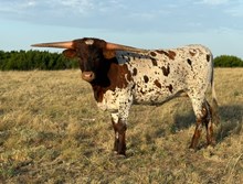 HERCULES X JUNGLE JILL