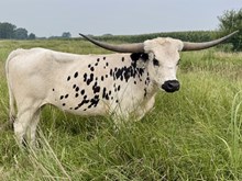DB Spokesman's Panda
