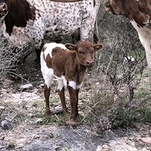 KDK HERC’S SHARONA