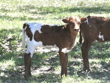 KDK HERC’S SHARONA