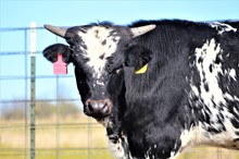 2022 Sweet Jubilee Bull